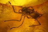 Fossil Ant (Formicidae) and a Spider (Araneae) In Baltic Amber #142215-1